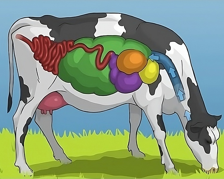 Cattle Digestion System