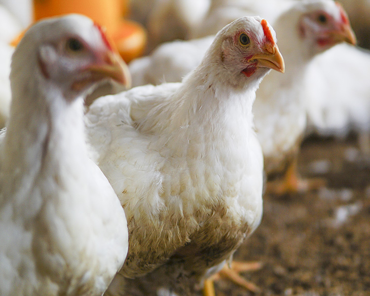 Chicken in Farm