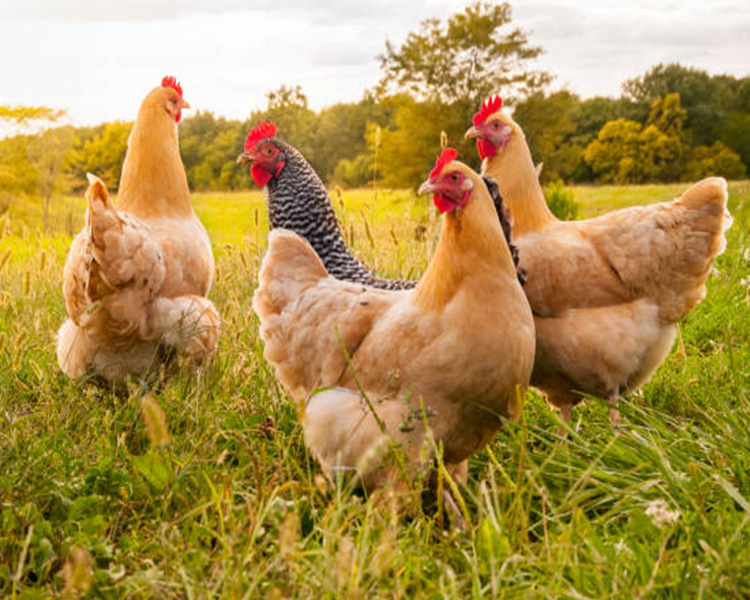 Chicken in Field