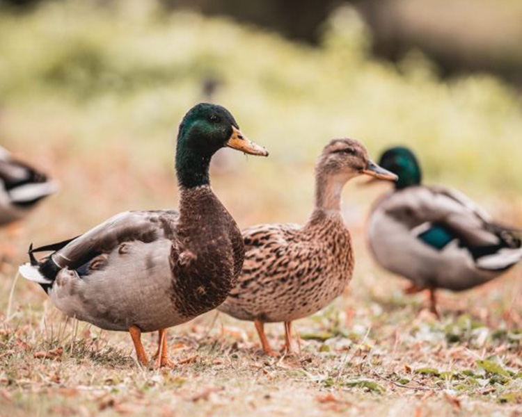 Duck