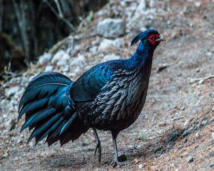 Kalij Pheasant