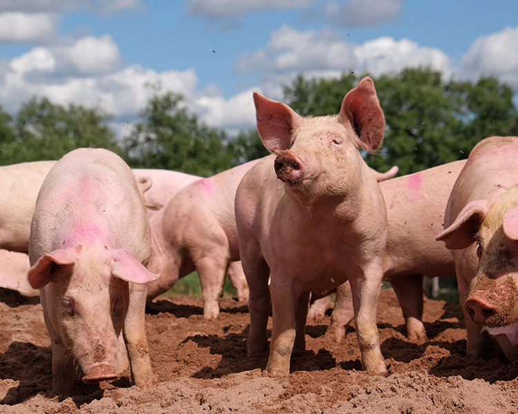 Pig