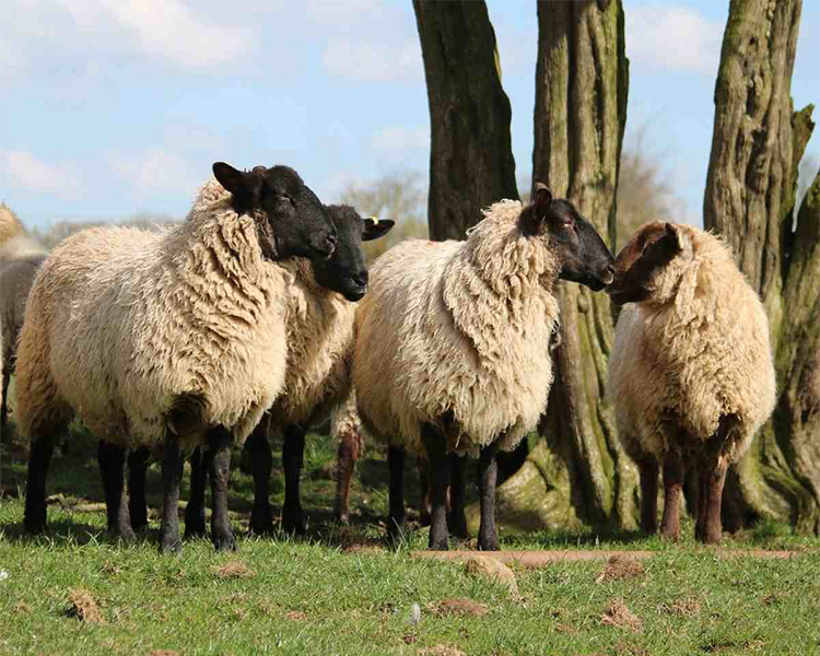Sheep